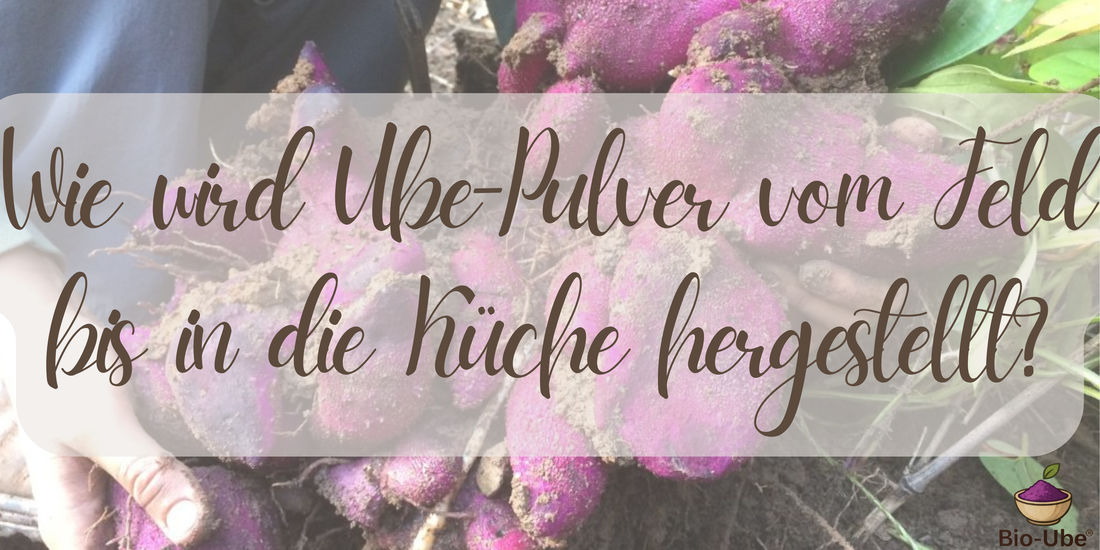 Wie wird Ube-Pulver vom Feld bis in die Küche hergestellt?