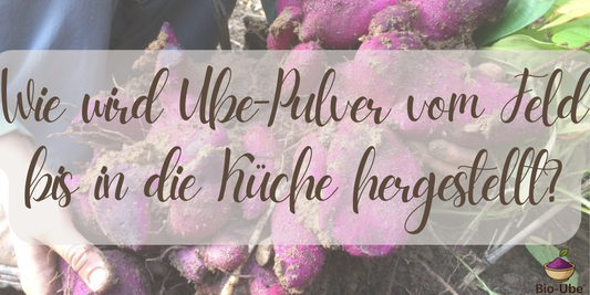 Wie wird Ube-Pulver vom Feld bis in die Küche hergestellt?